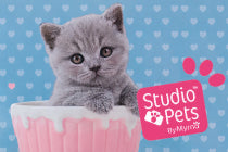 Artykuły szkolne od Studio Pets